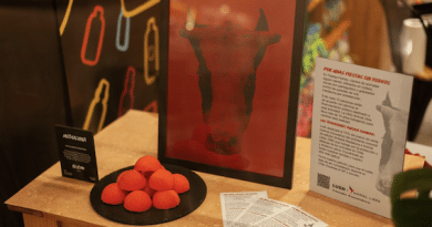 Fiestas Patrias conscientes bienestar animal Chile