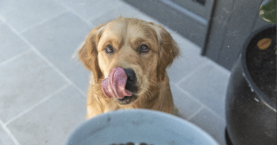 perros con sobrepeso Chile salud canina y nutrición