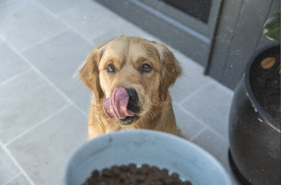 perros con sobrepeso Chile salud canina y nutrición